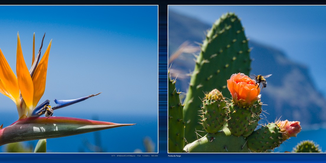 Madeira_04_vielEb_30x45_OCSj_web